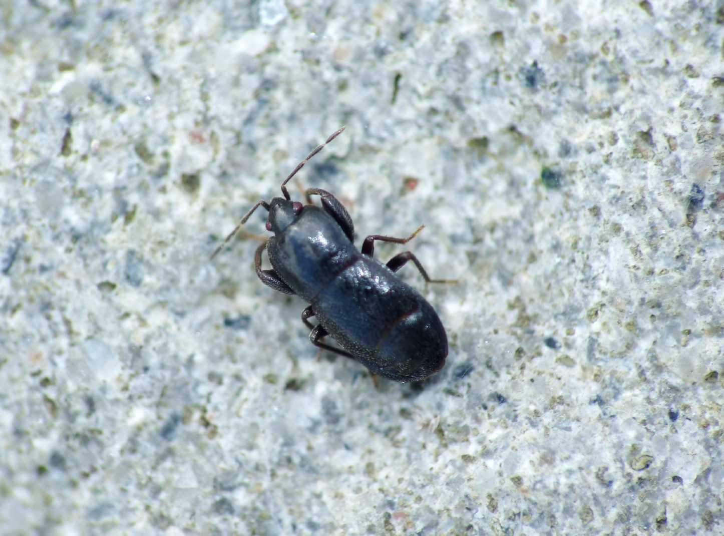 Lygaeidae: Plinthisus longicollis di Tolfa (Roma)